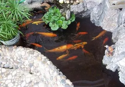 蓄水池、泳池、鱼池防水